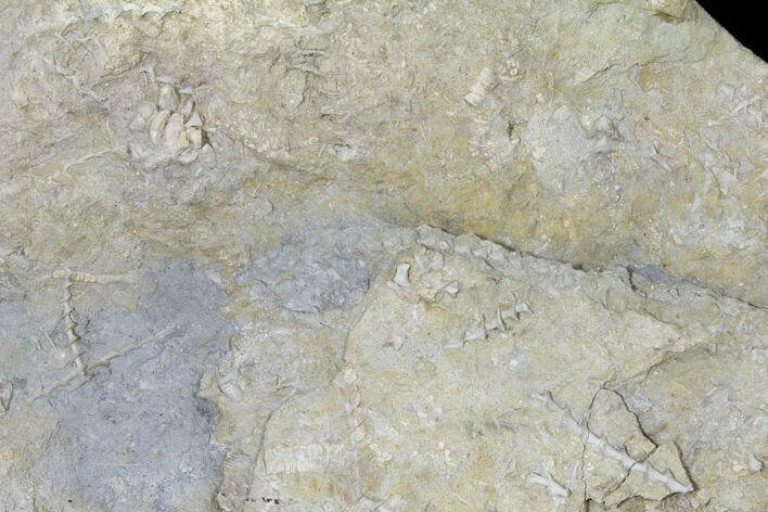 13.2" Plate of Archimedes Screw Bryozoan Fossils - Alabama